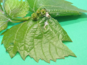 grape berry moth